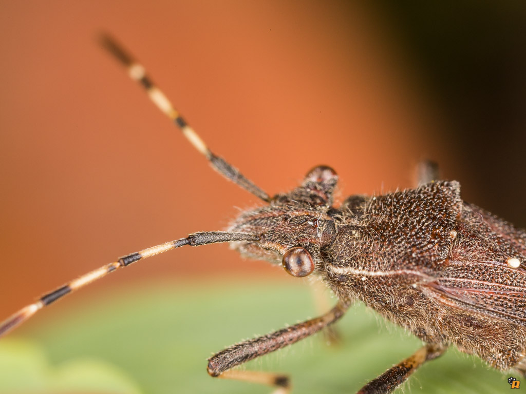 Alydidae: Camptopus lateralis della Sardegna